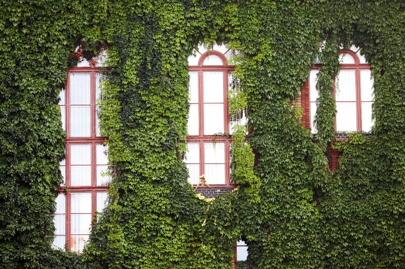 Ivy-clad walls