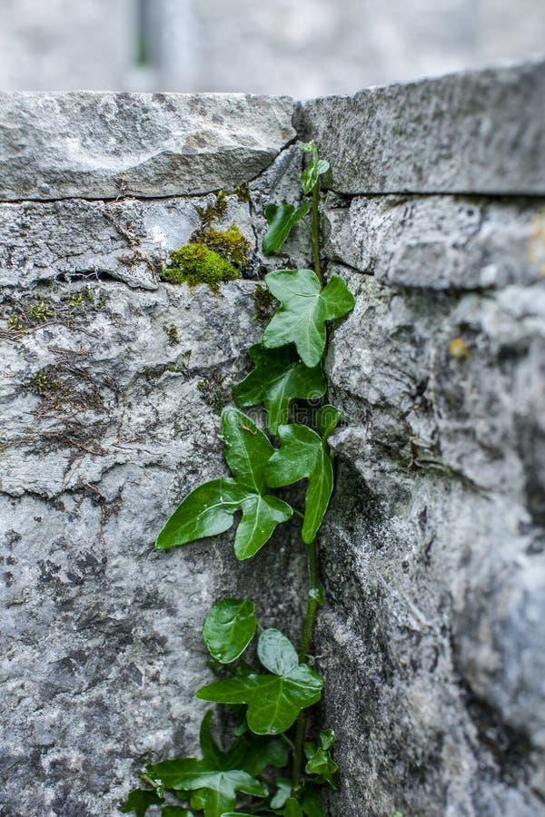 Ivy climbing a wall stock photo. Image of gardening, grow 57683208