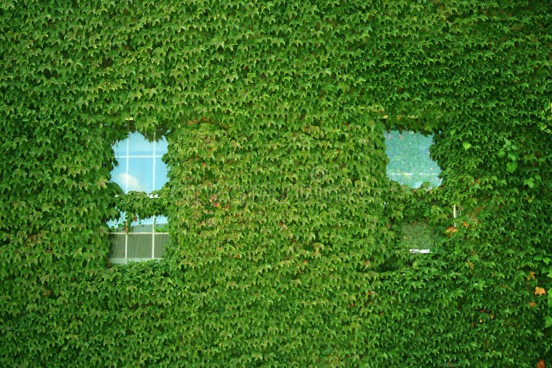 Ivy covered building