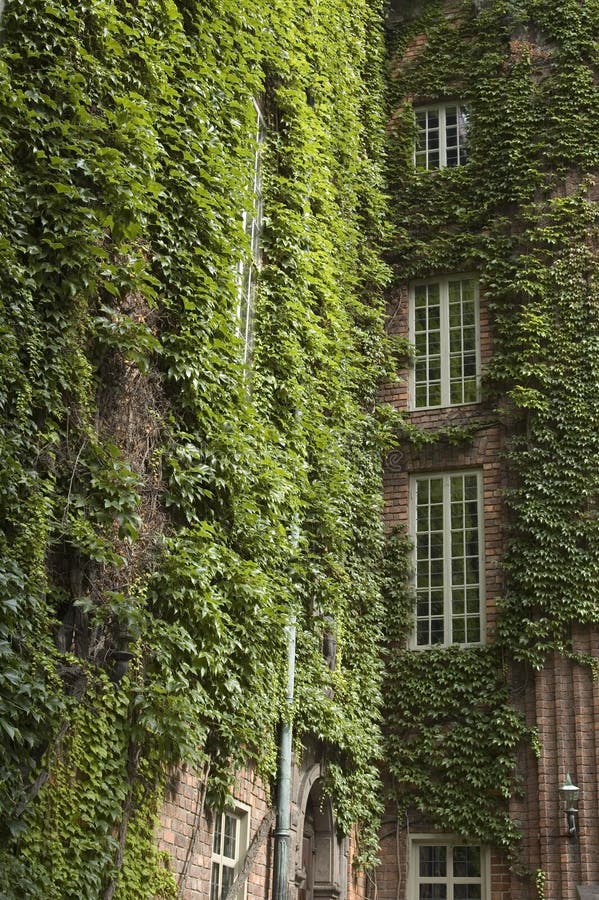 Ivy covered buildings stock image. Image of background - 4146889