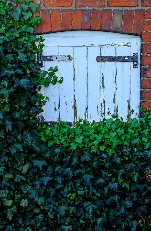 Ivy covered door stock image. Image of peeling, door - 49441899