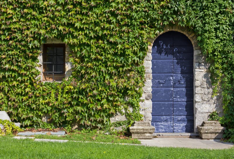 Ivy Covered Exterior Wall of a Historic Building