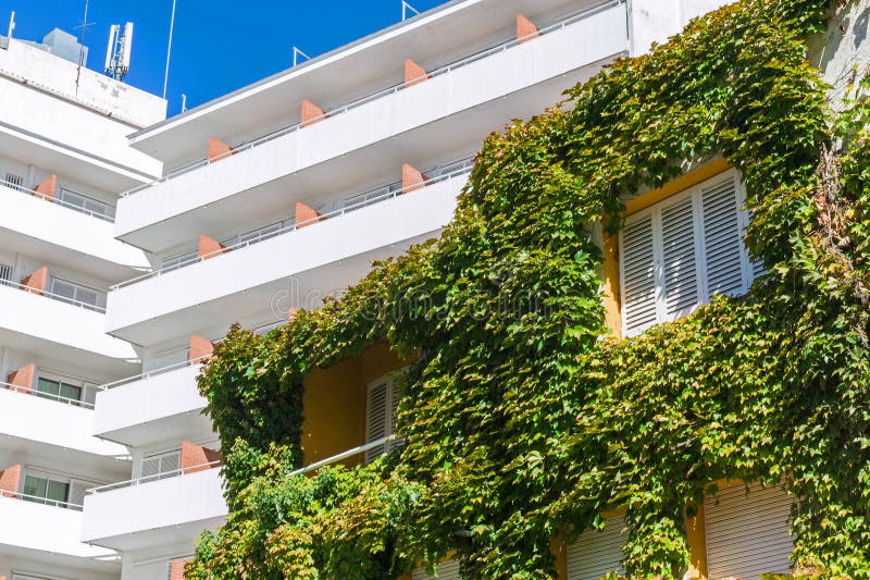 Ivy covered house