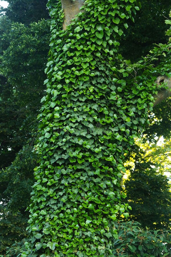 Ivy Covers a Tree with Sunlight Stock Photo Image of botany, cluster