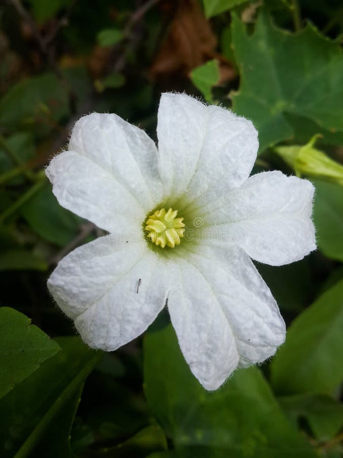Ivy gourd flower stock photo. Image of vine, blossom 69004860