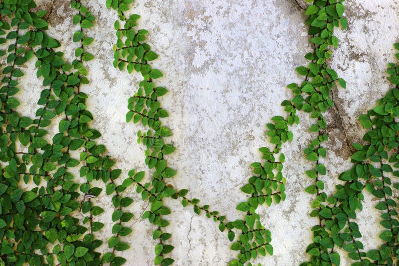 Ivy Green with Leaf on Concrete White Wall Stock Image - Image of ...