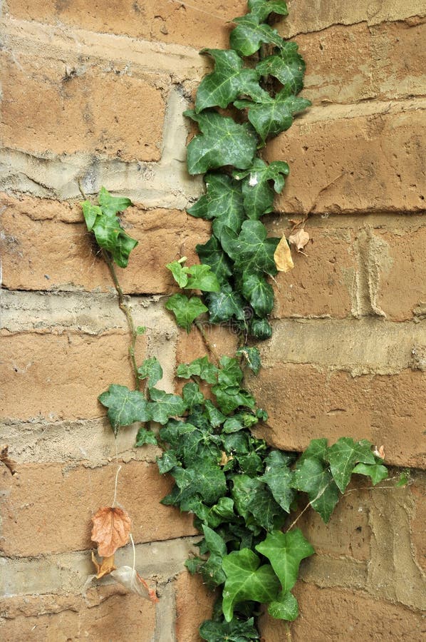Ivy Growing on an Adobe Brick Wall Stock Image Image of decorative, grapevine 16932145