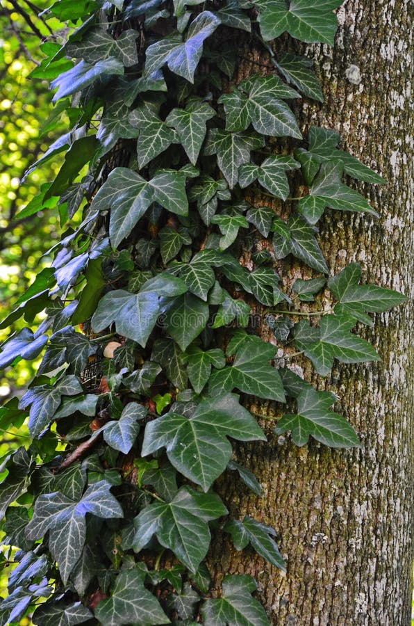 Ivy Growing Around Tree Trunk Stock Image Image of growing, natural