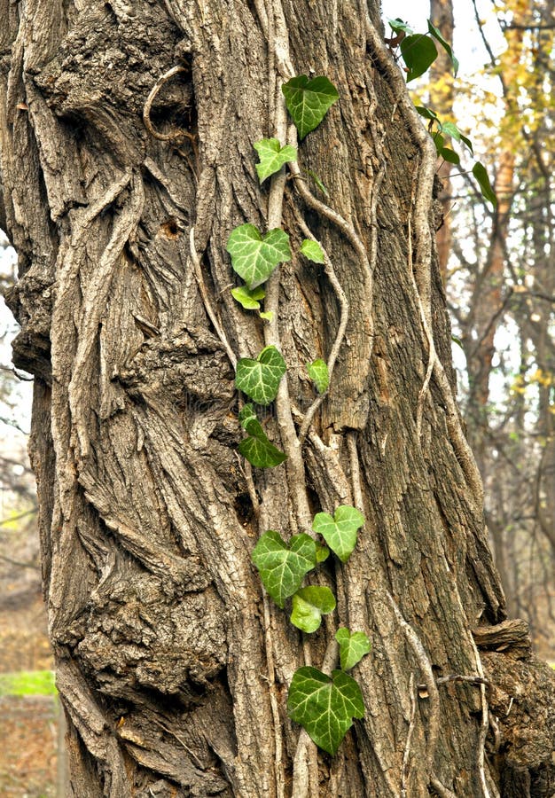 Can Ivy Grow Underwater