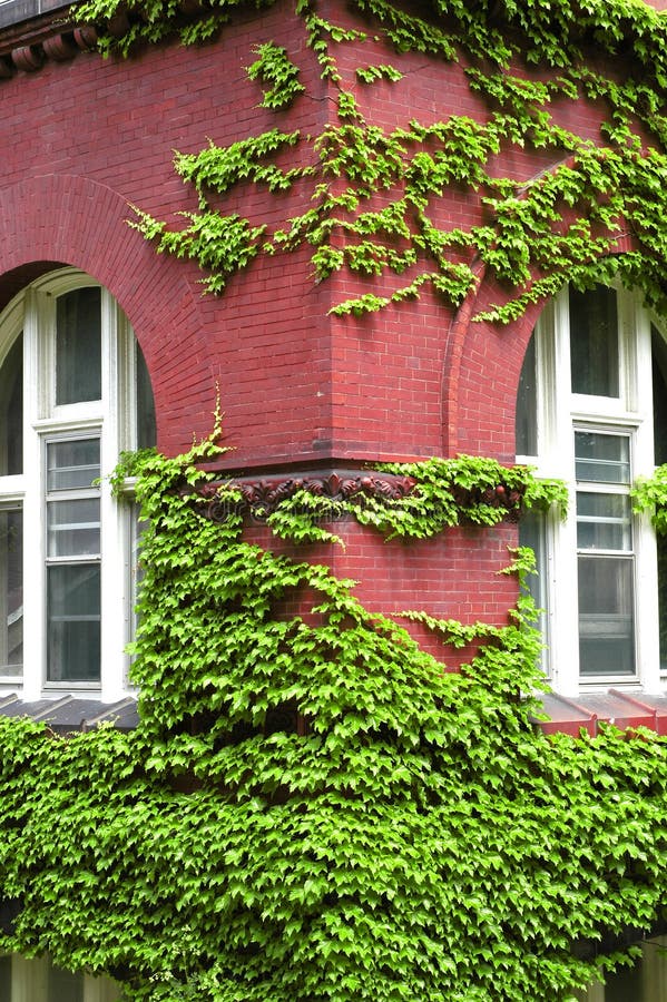 Ivy Growing on Wall stock photo. Image of clean, leaves - 2594882