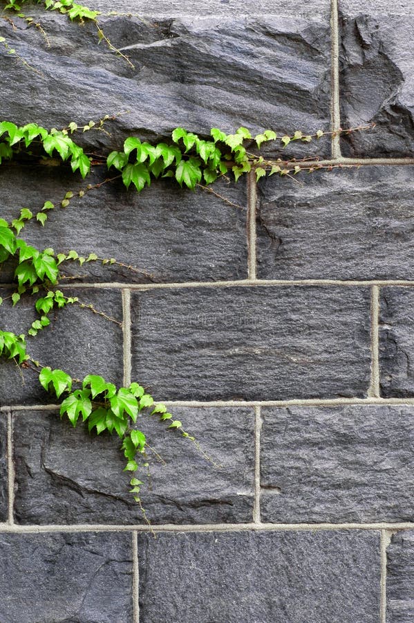 Closeup detail of green ivy on wall of building. Closeup detail of green ivy on wall of building