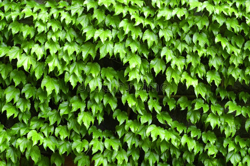 Closeup detail of green ivy on wall of building. Closeup detail of green ivy on wall of building