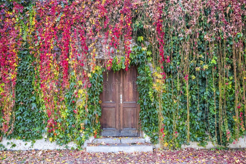 Ivy growing on a wall surrounding old wooden door