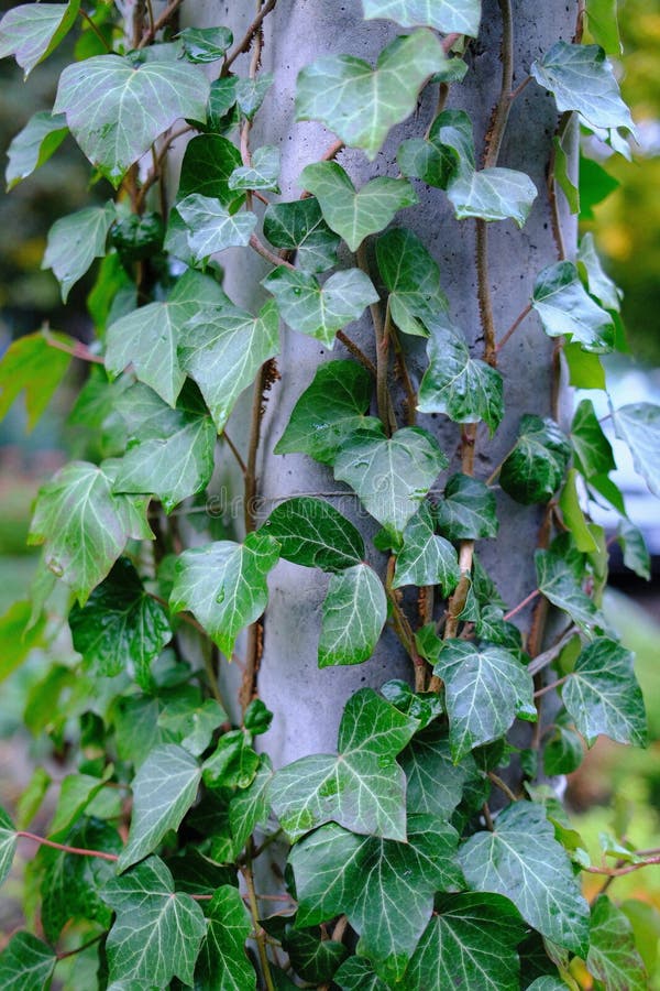 Ivy grows on a concrete post outside. royalty free stock photo