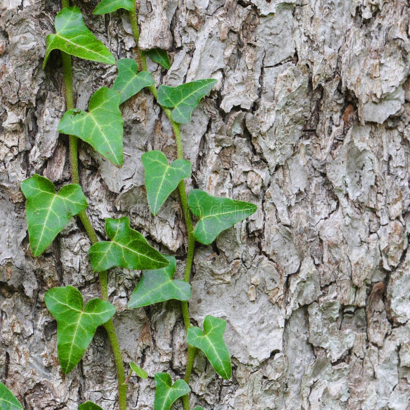 Ivy grows in tree bark, background structure stock photo