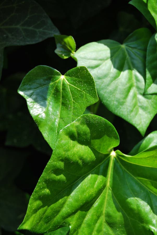 Ivy (Hedera helix) stock image. Image of garden, makro - 263567231