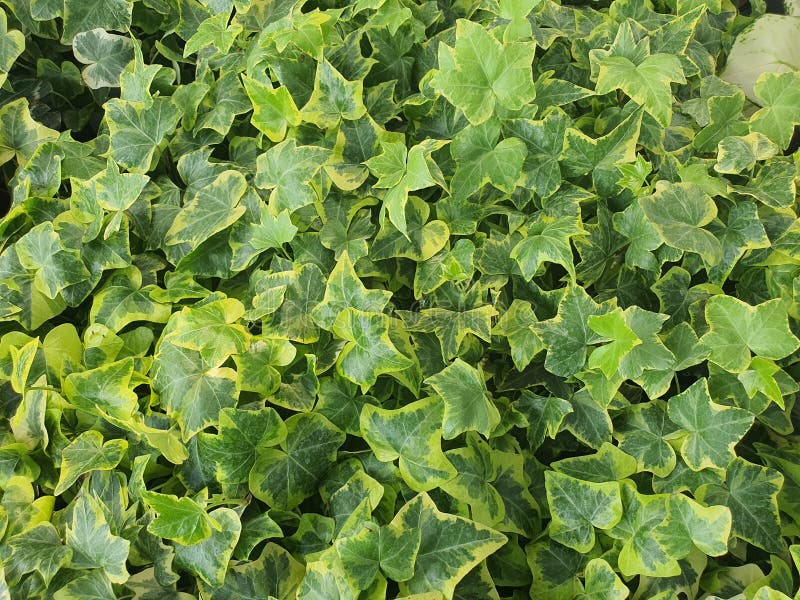 Ivy Hedera Helix Goldchild Green-leafed Ivy with Yellow Edges, Star ...
