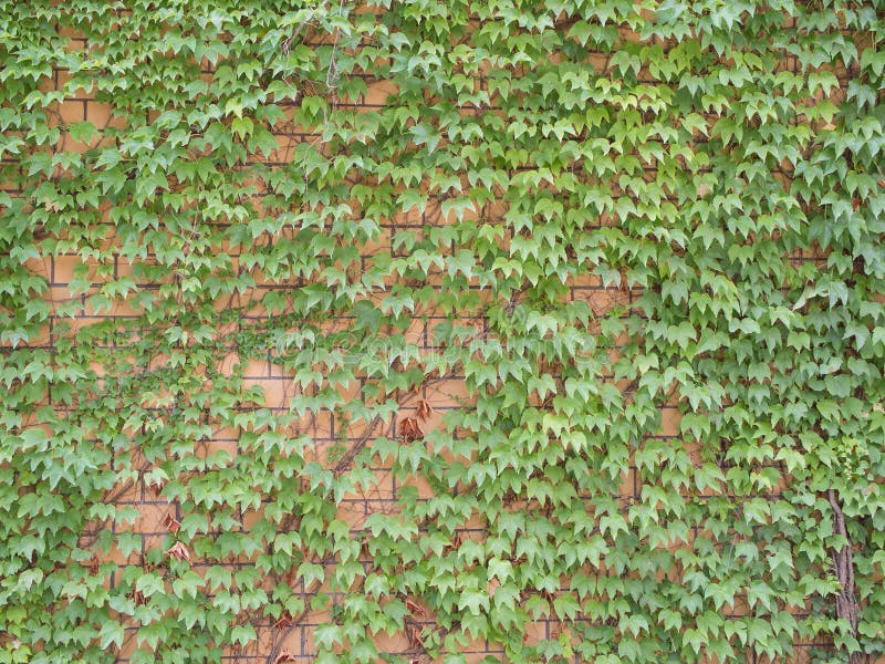 Ivy, Hedera helix, On Pale Brick Wall