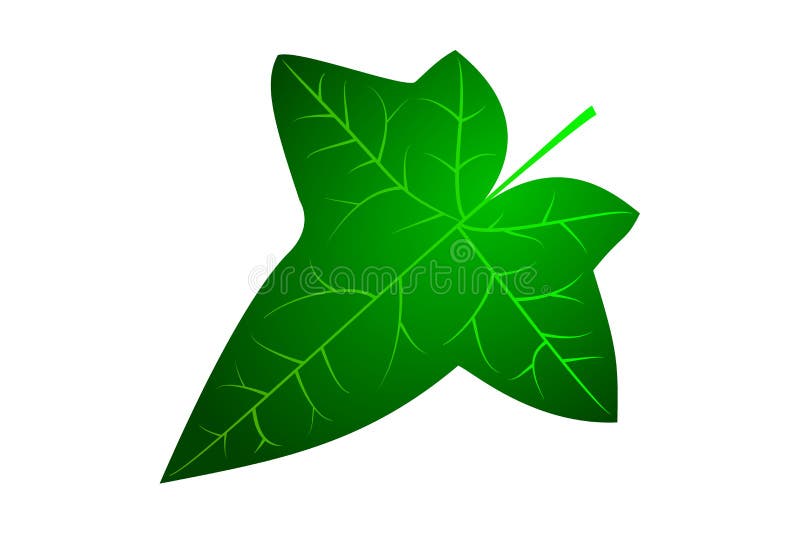 Ivy Leaf Cliparts, Stock Vector and Royalty Free Ivy Leaf Illustrations
