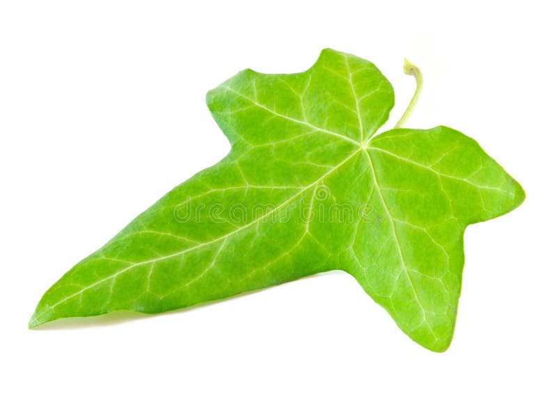 64,576 Ivy Leaf Stock Photos - Free & Royalty-Free Stock Photos from  Dreamstime