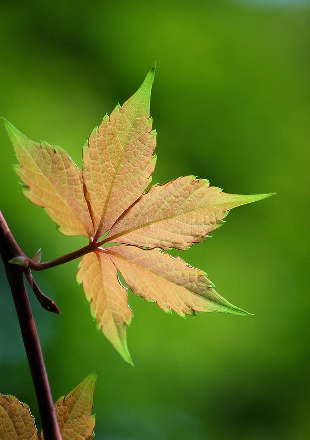 Ivy Leaf, close up