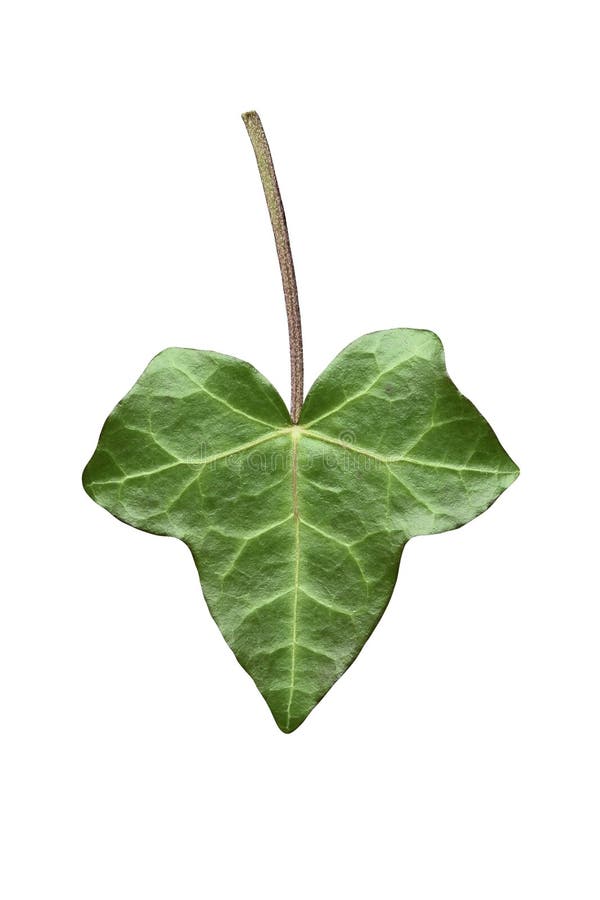 Ivy leaf isolated on white