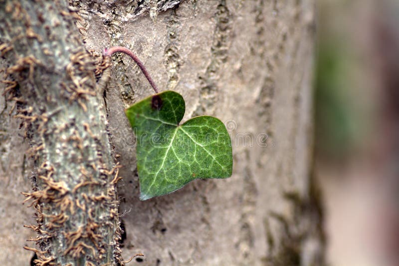 Ivy leaf on a tree trunk stock image. Image of green 24340293