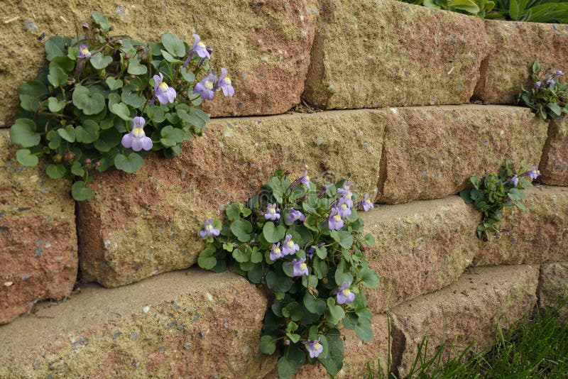 Ivy-Leaved Toadflax - Cymbalaria muralis on garden wall