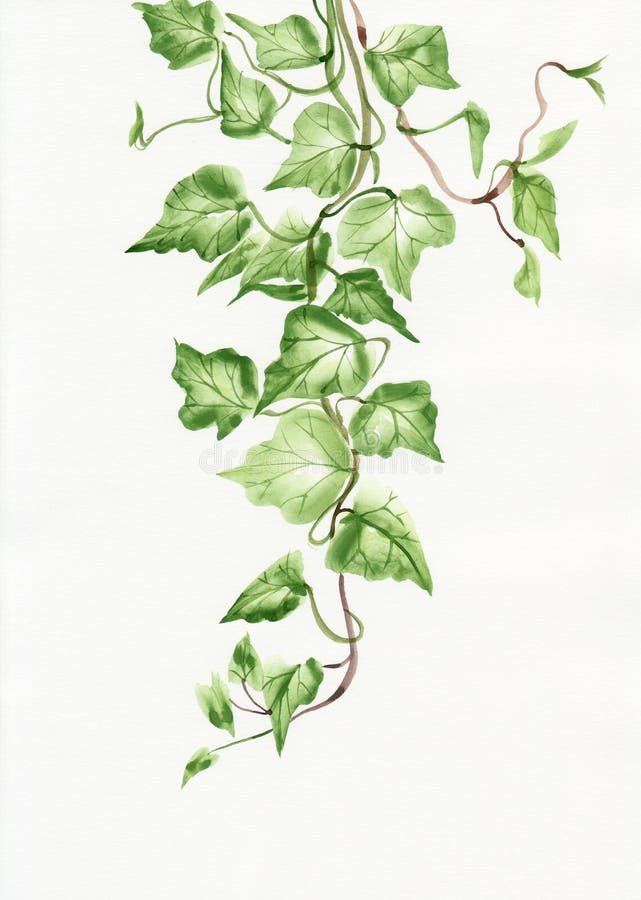 Herbier de Dùralas Ivy-leaves-56522281