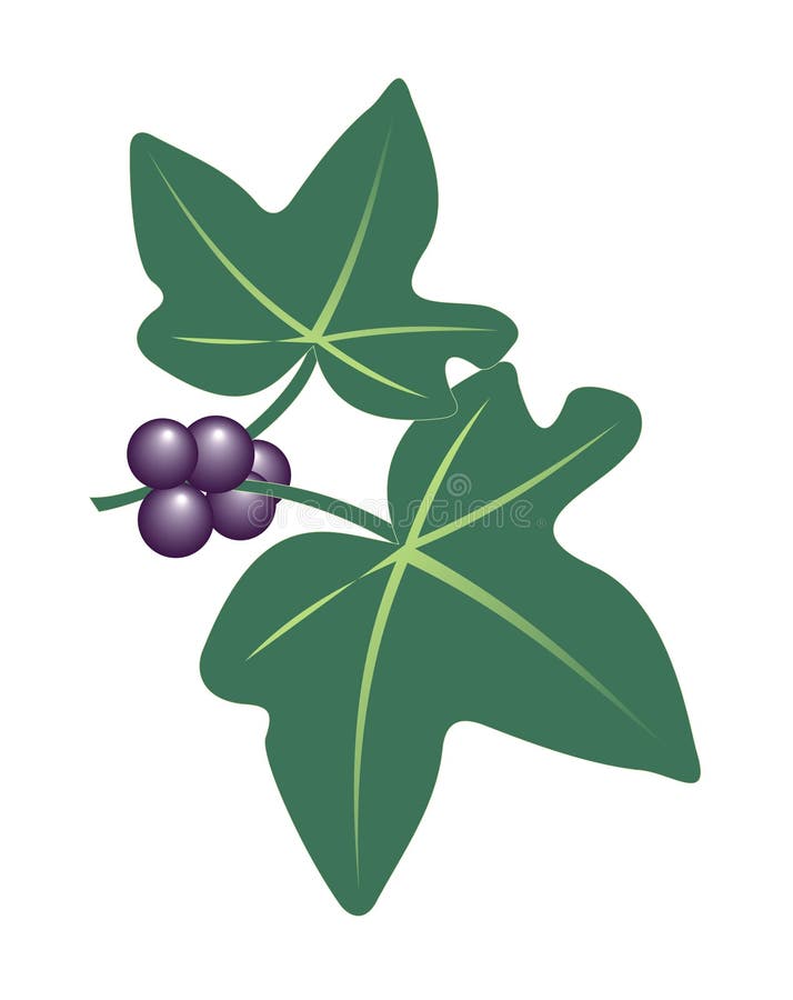 Drawing of ivy leaves Royalty Free Vector Image