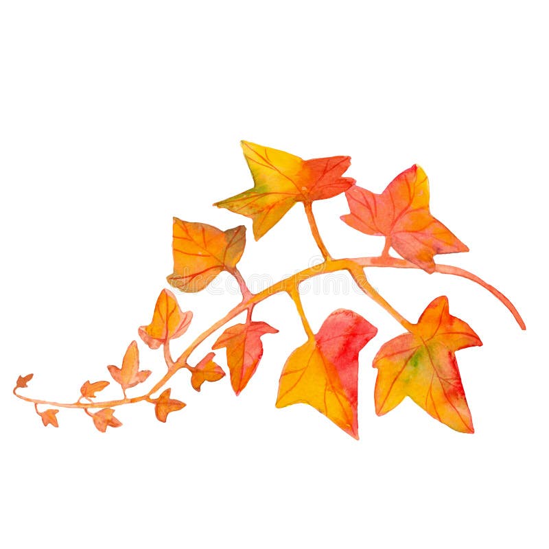 Ivy Leaves Stock Illustrations – 7,274 Ivy Leaves Stock Illustrations,  Vectors & Clipart - Dreamstime
