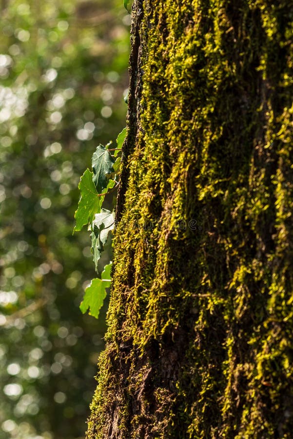 Ivy leaves on a moss-covered tree bark, shallow depth of field, selective focus stock photos