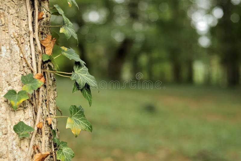 Ivy leaves on a tree trunk