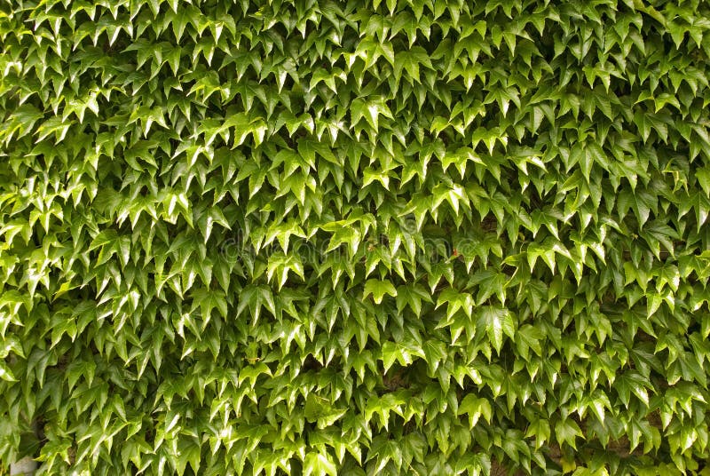 Ivy leaves on wall, background