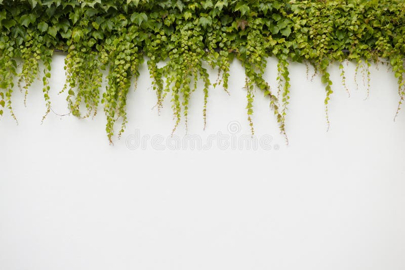 Ivy leaves on a white background