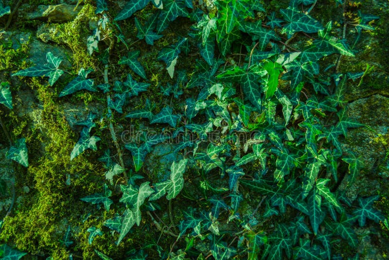 Ivy and moss on a stone wall stock photo Ivy and moss on a stone wall stock photo
