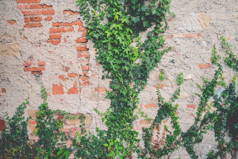 Ivy on an old brick wall