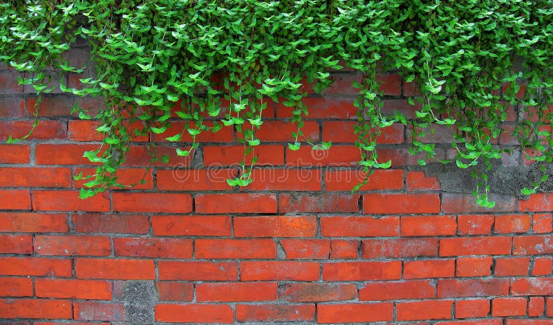 Ivy on the old brick wall