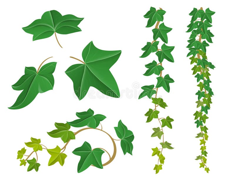 Ivy Leaves Stock Illustrations – 7,274 Ivy Leaves Stock Illustrations,  Vectors & Clipart - Dreamstime