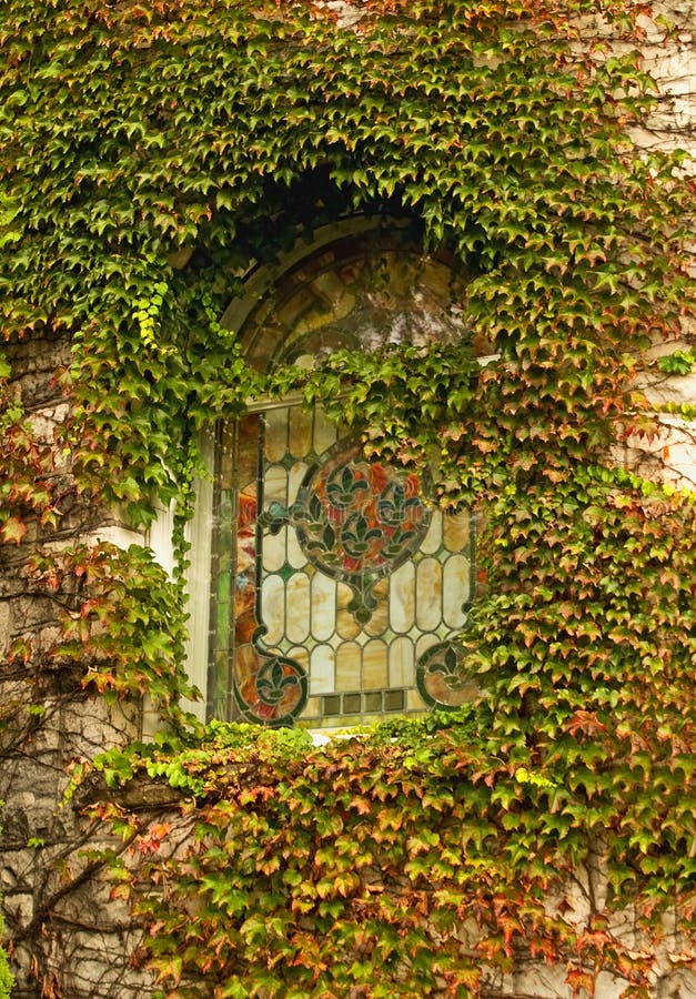 Ivy and stained glass window