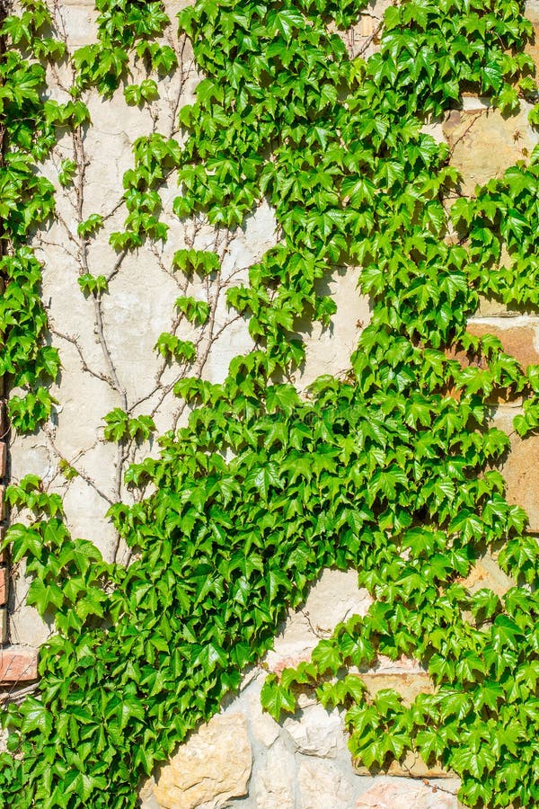 Ivy on a stone wall stock image. Image of outdoor, grey - 71180075