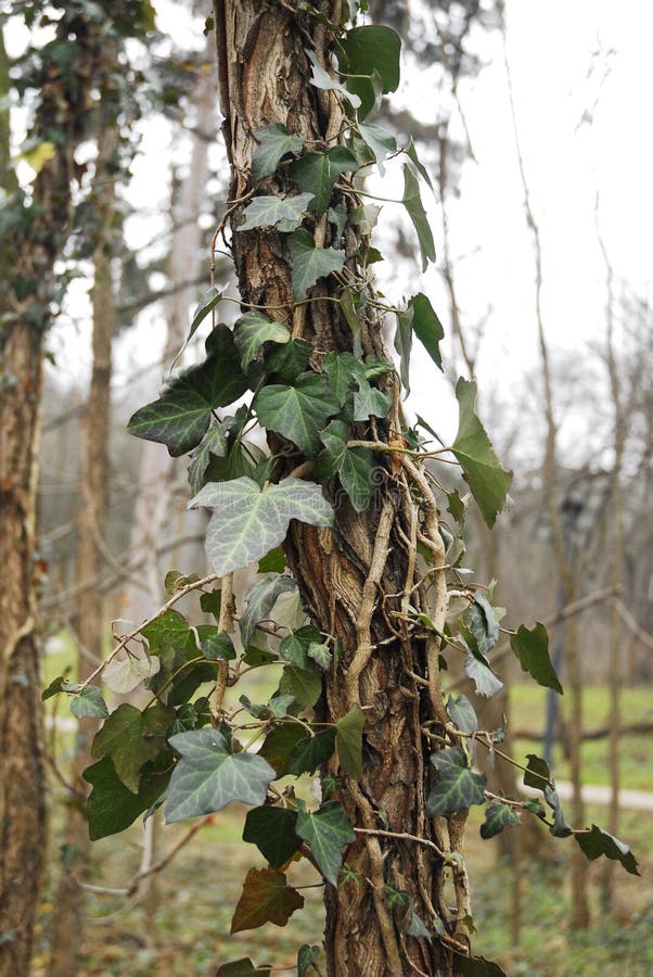 Ivy on a Tree. Green Ivy on the Tree in the Park Stock Image Image of