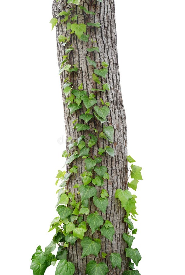 Free Ivy Vines Climbing Tree Trunk Isolated On White Background, Clip Stock Photography - 91846652