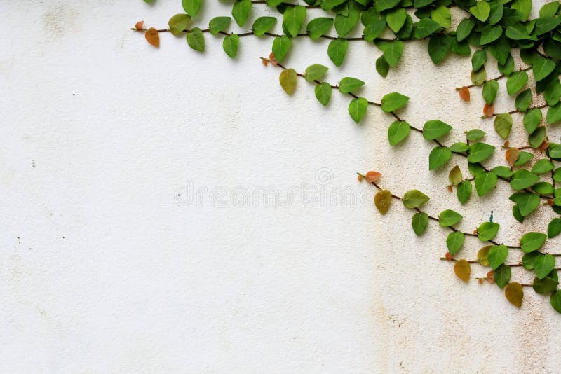 Ivy vines on the wall