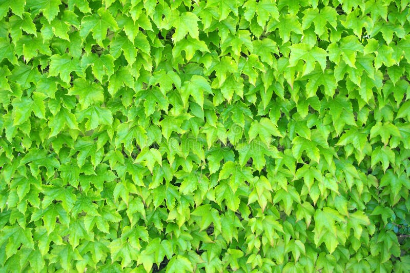 Ivy on wall background