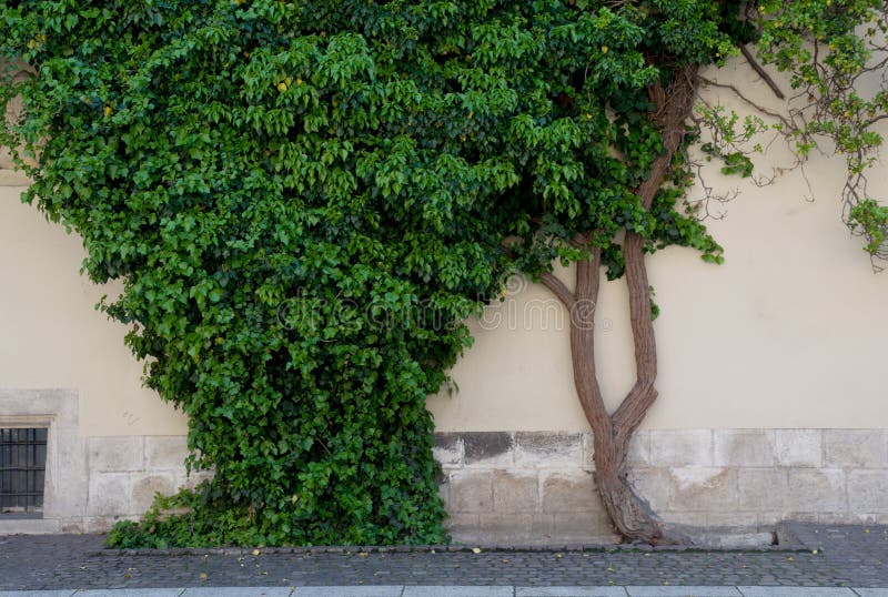 Ivy on wall