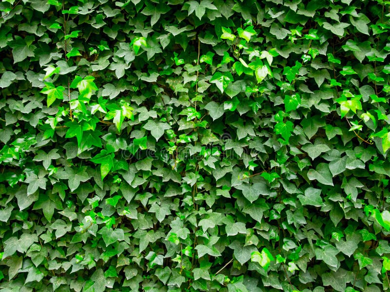 Ivy Wall stock image. Image of leaf, life, abstract, blur 38839805