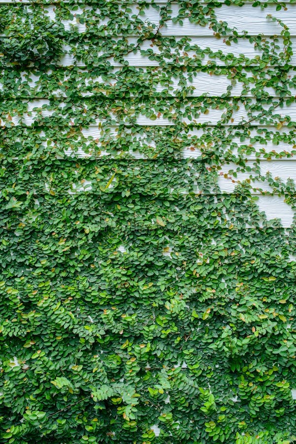 Ivy wall stock photo. Image of copy, exterior, growth - 57922718