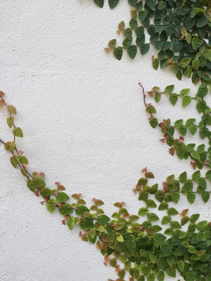 Ivy on white wall stock image. Image of groundcover, green - 50776237