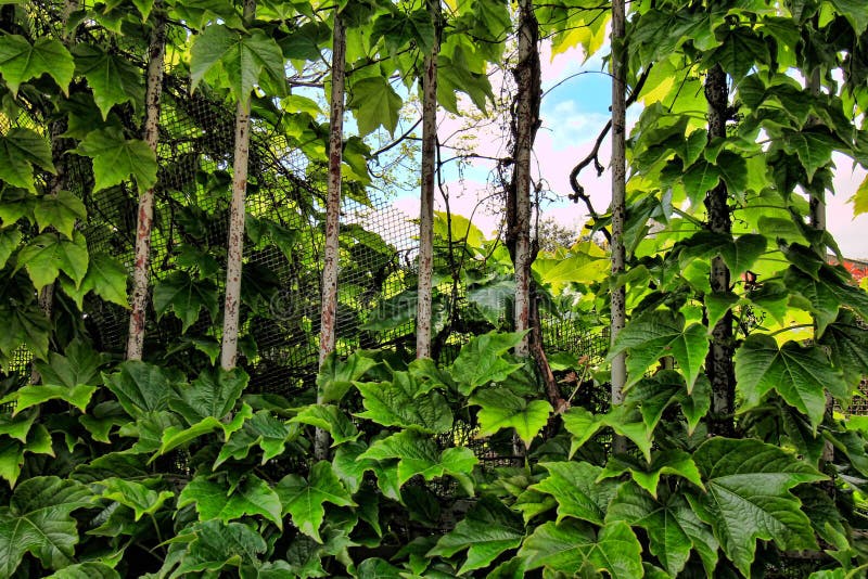 Ivy wine leaves on iron railing.